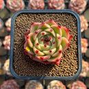 Echeveria 'Blue Dragon' Type B 2" Succulent Plant Cutting