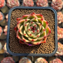 Echeveria 'Blue Dragon' Type B 2" Succulent Plant Cutting