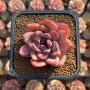 Echeveria 'Odette' 2" Succulent Plant Cutting