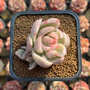 Echeveria Agavoides 'Saint Louis' Variegated 2" Succulent Plant Cutting