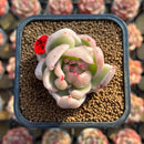 Echeveria Agavoides 'Saint Louis' Variegated 2" Succulent Plant Cutting