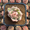 Echeveria Agavoides 'Saint Louis' Variegated 2" Succulent Plant Cutting