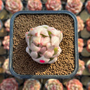 Echeveria Agavoides 'Saint Louis' Variegated 2" Succulent Plant Cutting
