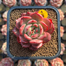 Echeveria Agavoides 'Star Boss' Lightly Variegated 2" Succulent Plant Cutting