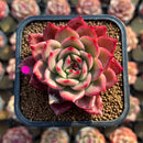 Echeveria Agavoides 'Star Boss' Lightly Variegated 2" Succulent Plant Cutting
