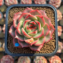 Echeveria Agavoides 'Star Boss' Lightly Variegated 2" Succulent Plant Cutting