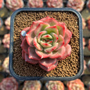 Echeveria Agavoides 'Star Boss' Lightly Variegated 2" Succulent Plant Cutting