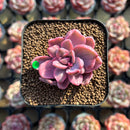 Graptoveria 'Mrs. Richards' Variegated 1"-2" Succulent Plant Cutting
