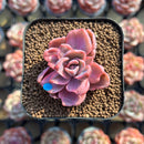 Graptoveria 'Mrs. Richards' Variegated 1"-2" Succulent Plant Cutting