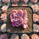 Graptoveria 'Mrs. Richards' Variegated 1"-2" Succulent Plant Cutting
