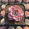 Echeveria 'Pink Harin' Variegated 2" Succulent Plant Cutting