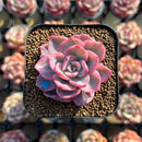 Echeveria 'Pink Harin' Variegated 2" Succulent Plant Cutting
