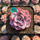 Echeveria 'Pink Harin' Variegated 2" Succulent Plant Cutting