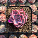 Echeveria 'Pink Harin' Variegated 2" Succulent Plant Cutting