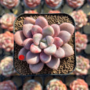 Graptopetalum 'Polari Heart' 1"-2" Succulent Plant Cutting
