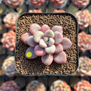 Graptopetalum 'Polari Heart' 1"-2" Succulent Plant Cutting