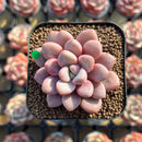 Graptopetalum 'Polari Heart' 1"-2" Succulent Plant Cutting