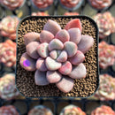 Graptopetalum 'Polari Heart' 1"-2" Succulent Plant Cutting