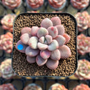 Graptopetalum 'Polari Heart' 1"-2" Succulent Plant Cutting