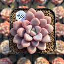Graptopetalum 'Polari Heart' 1"-2" Succulent Plant Cutting