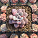 Graptopetalum 'Polari Heart' 1"-2" Succulent Plant Cutting
