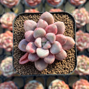 Graptopetalum 'Polari Heart' 1"-2" Succulent Plant Cutting