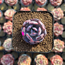Echeveria 'Rainbow Goddess' 2" Succulent Plant Cutting