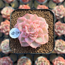 Sedeveria 'Rolly' Variegated 2" Succulent Plant Cutting