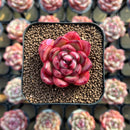 Echeveria Agavoides 'Mont Blanc' 1"-2 Succulent Plant Cutting