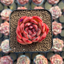 Echeveria Agavoides 'Mont Blanc' 1"-2 Succulent Plant Cutting