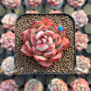 Echeveria Agavoides 'Mont Blanc' 1"-2 Succulent Plant Cutting