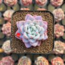 Echeveria 'Werther' 2" Succulent Plant Cutting