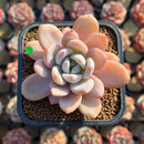 Echeveria 'Miss Jin' Type B 2" Succulent Plant Cutting