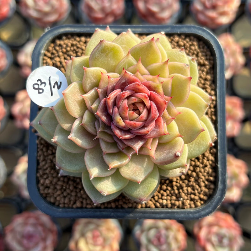 succulent dream catcher Echeveria 'Dream Catcher' 2" New Hybrid Succulent Plant Cutting – True Succulents Plant Co