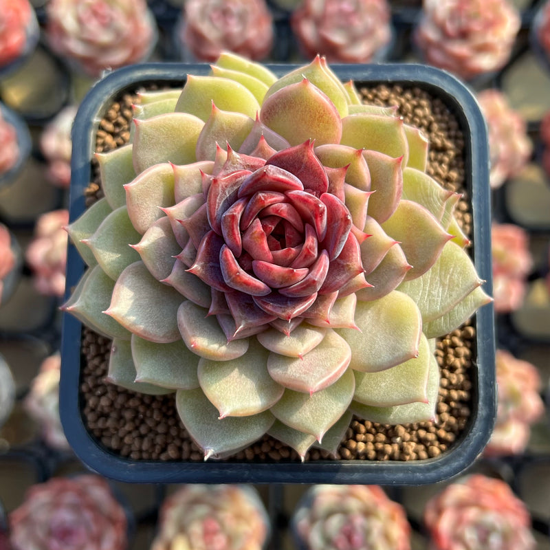 dream catcher with succulents Echeveria 'Dream Catcher' 2" New Hybrid Succulent Plant Cutting