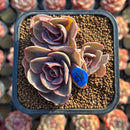 Echeveria 'Butterfly' 2" Cluster Succulent Plant Cutting