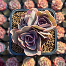 Echeveria 'Butterfly' 2" Cluster Succulent Plant Cutting