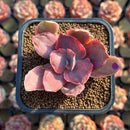 Echeveria 'Roselac' Variegated 2" Succulent Plant Cutting
