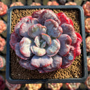 Echeveria 'Hearts Delight' 2" Succulent Plant Cutting