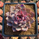 Echeveria 'Odette' 3" Succulent Plant Cutting