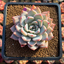 Echeveria 'Red Powder' 2" Succulent Plant Cutting