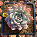 Echeveria 'Red Powder' 2" Succulent Plant Cutting