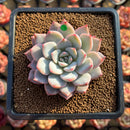 Echeveria 'Red Powder' 2" Succulent Plant Cutting