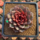Echeveria 'Red Chocolate' Type A 3" Succulent Plant Cutting