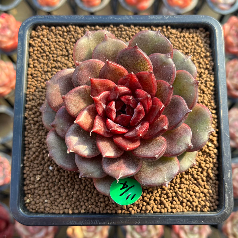 red succulent plant types Echeveria 'Red Chocolate' Type A 3" Succulent Plant Cutting