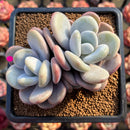 Graptoveria 'Lalla' 3" Cluster Succulent Plant Cutting