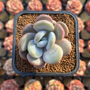 Graptoveria 'Lalla' 2" Succulent Plant Cutting