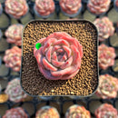 Echeveria 'Snow Lotus' 2" Succulent Plant Cutting