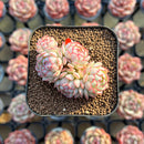 Echeveria 'Red Boats' 1"-2" Cluster Succulent Plant Cutting