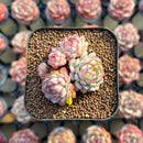 Echeveria 'Red Boats' 1"-2" Cluster Succulent Plant Cutting